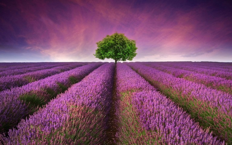 lavender-flower-field-hd-wallpaper-768x480